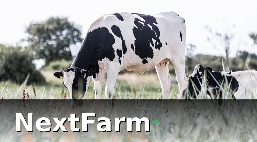 NextFarm — Tại sao trang trại bò sữa cần KPI hàng ngày?