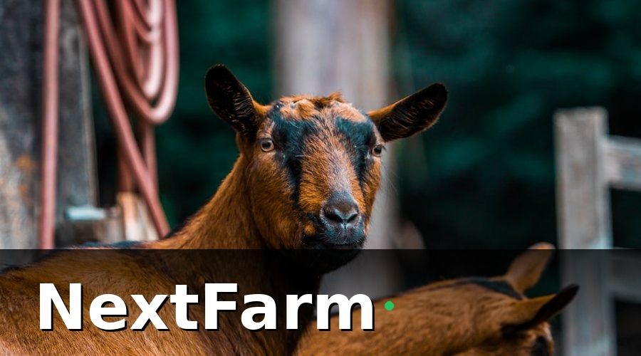 NextFarm — KPI Trang Trại Dê Cừu Là Gì Và Tại Sao Cần Đo?
