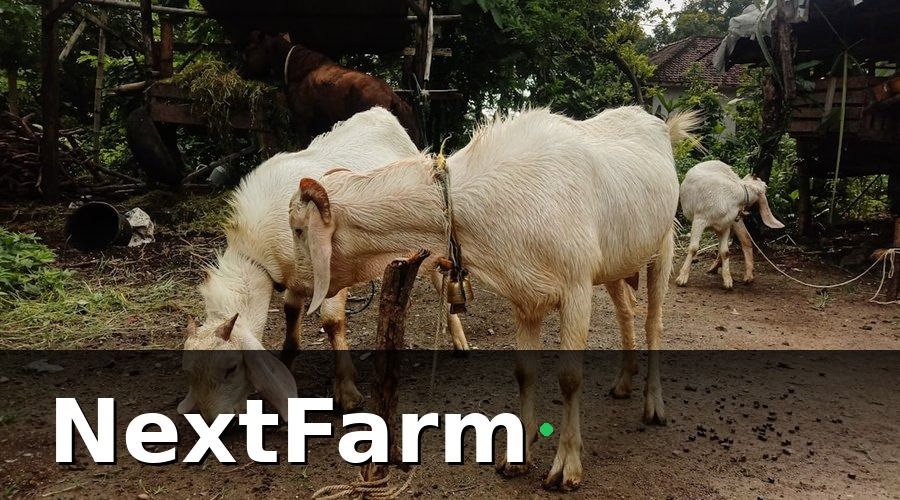 NextFarm — Nhóm KPI Sức Khỏe Và Sinh Tồn Đàn