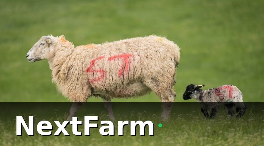 NextFarm — Nhóm KPI Sinh Sản Và Phát Triển Đàn