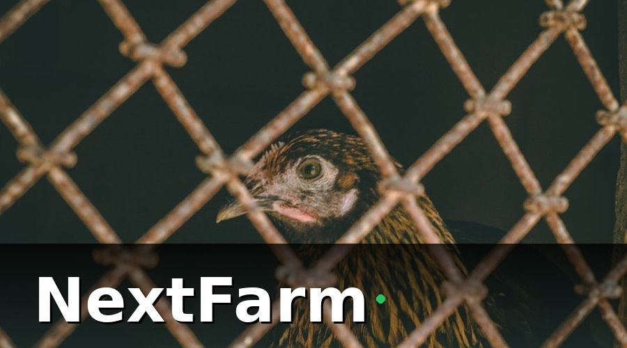 NextFarm — KPI trang trại gà là gì và tại sao cần theo dõi hàng ngày?
