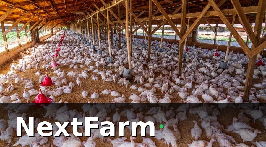 NextFarm — 6 nhóm KPI cốt lõi cho trang trại nuôi gà