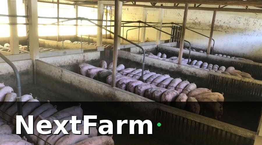 NextFarm — KPI là gì trong chăn nuôi heo?