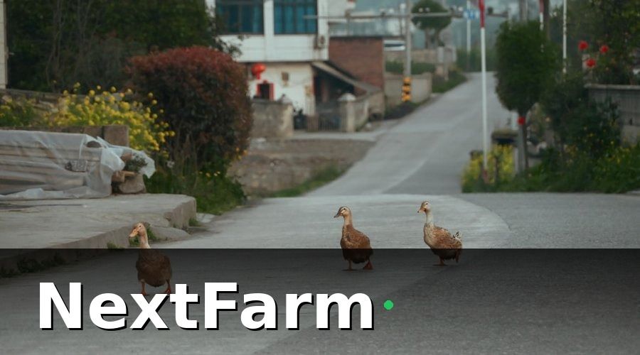 NextFarm — KPI trang trại là gì và tại sao vịt ngan cần theo dõi chặt hơn?