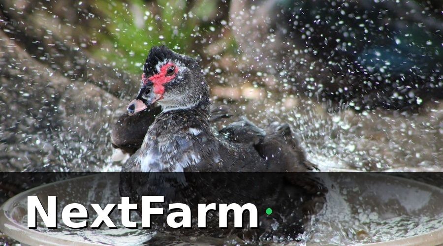 NextFarm — 6 nhóm KPI trang trại vịt ngan cần theo dõi hàng ngày
