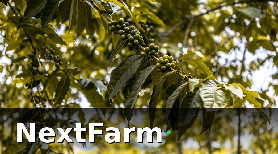NextFarm — KPI cho vườn cà phê là gì và tại sao cần thiết?