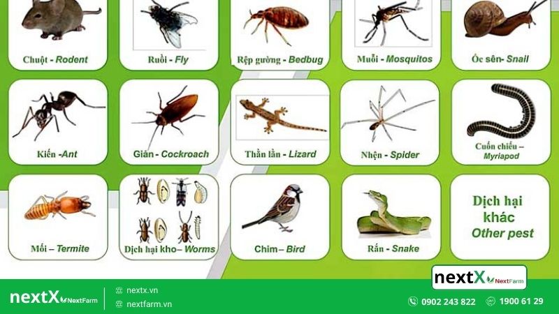 kỹ thuật canh tác hữu cơ