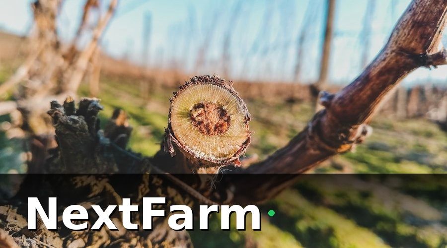 NextFarm — Ghép Cây Là Gì Và Tại Sao Cần Áp Dụng?