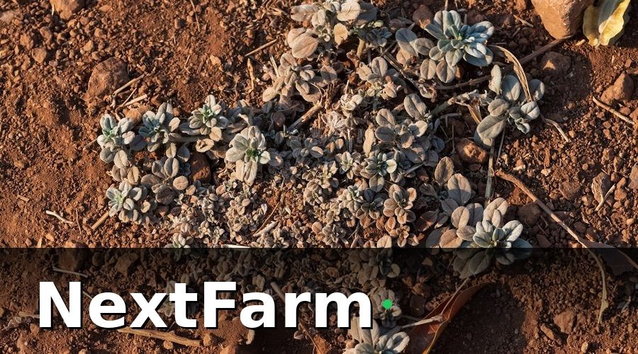 NextFarm — Điều Kiện Quan Trọng Để Kỹ Thuật Ghép Đạt Tỷ Lệ Sống Cao