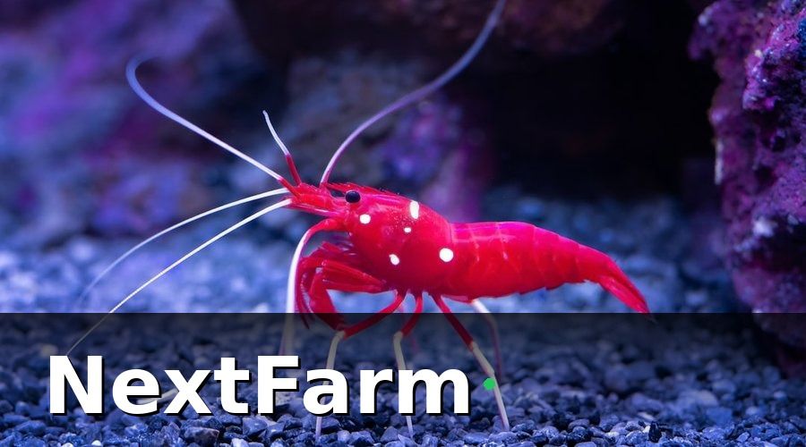 NextFarm — 2. Chọn Giống và Thả Giống Đúng Kỹ Thuật