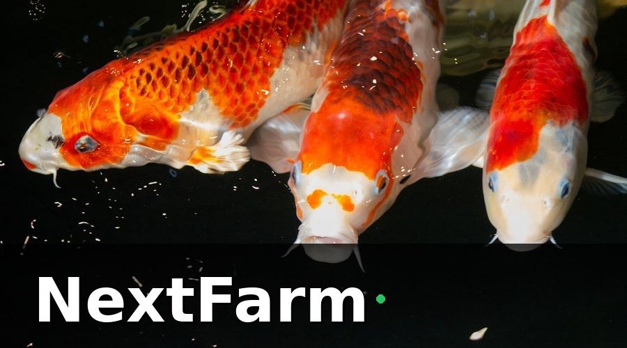 NextFarm — 3. Quản Lý Môi Trường Ao Nuôi Theo Từng Giai Đoạn