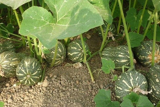 trồng bí đỏ