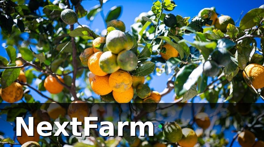 NextFarm — 2. Kỹ Thuật Bón Phân Cho Bưởi Da Xanh