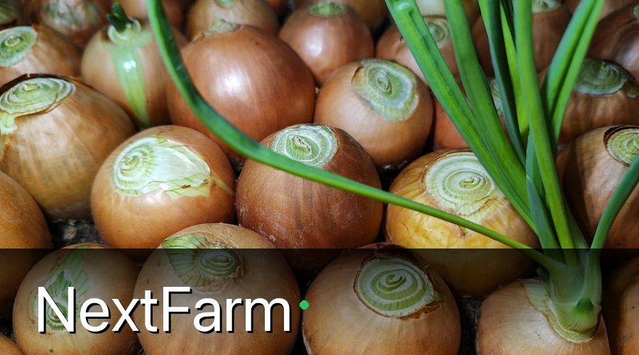 NextFarm — 1. Tại Sao Kỹ Thuật Trồng Hành Cần Kết Hợp Với VietGAP Ngay Từ Đầu?