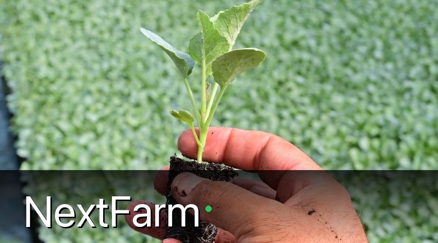 NextFarm — 1. Chọn Giống Khoai Lang Phù Hợp Với Vùng Trồng