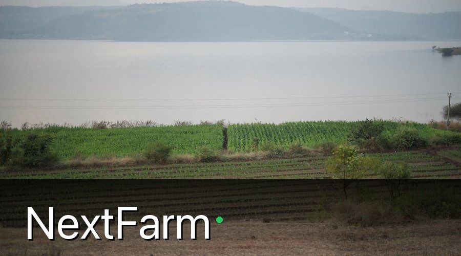 NextFarm — 3. Kỹ Thuật Trồng Hom Và Mật Độ Chuẩn