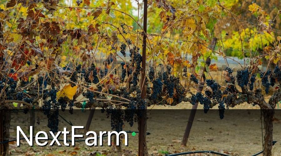 NextFarm — 1. Chọn Giống Nho Phù Hợp Với Điều Kiện Ninh Thuận