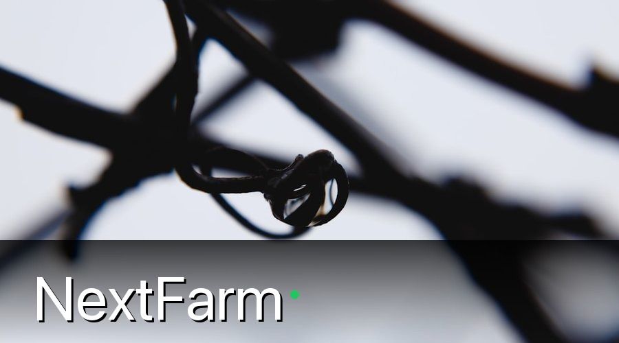 NextFarm — 3. Kỹ Thuật Tưới Nho Đúng Chuẩn