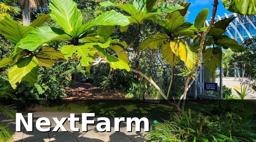 NextFarm — 1. Chuẩn Bị Đất Và Thiết Kế Vườn Sầu Riêng