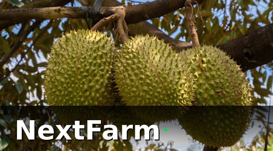 NextFarm — 2. Kỹ Thuật Bón Phân Sầu Riêng Theo Giai Đoạn
