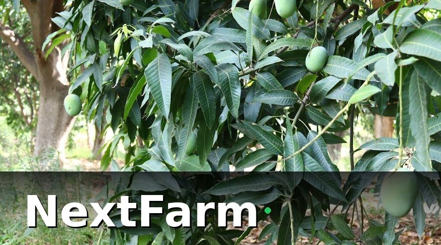 NextFarm — 3. Kỹ Thuật Tưới Nước Sầu Riêng Đúng Chuẩn