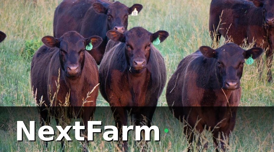 NextFarm — Tại sao trang trại bò thịt cần chuyển khỏi Excel?
