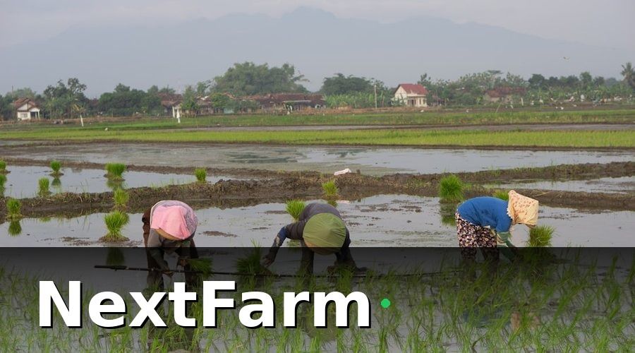 NextFarm — Tại Sao Mô Hình Kinh Doanh Nông Nghiệp Truyền Thống Đang Mất Dần Lợi Thế?