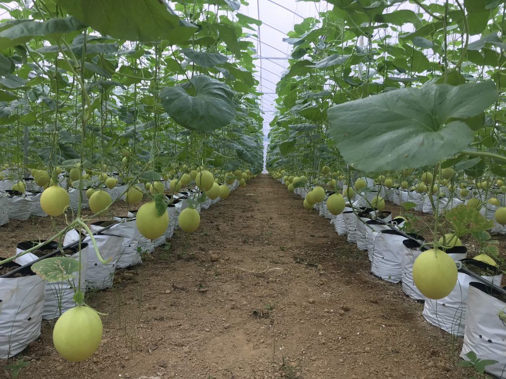 nextfarm-4-1024x768-4 Điền trạch farm