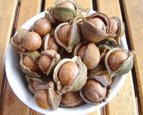 kỹ thuật trồng mắc ca