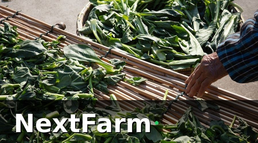 NextFarm — Lúa Gạo — Nền Tảng Cần Được Nâng Cấp