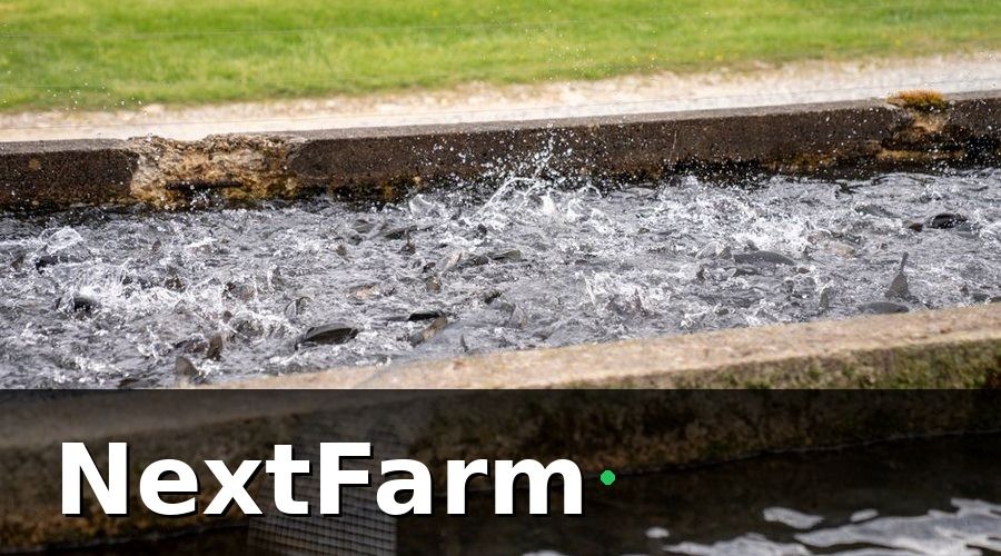 NextFarm — Tại Sao Nuôi Bé Bống / Cá Tra Cần Công Nghệ?