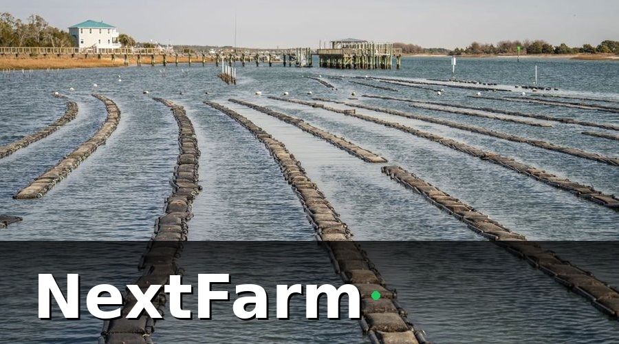 NextFarm — Bước 1: Hiểu Tại Sao Nuôi Cua Biển Cần Công Nghệ Số