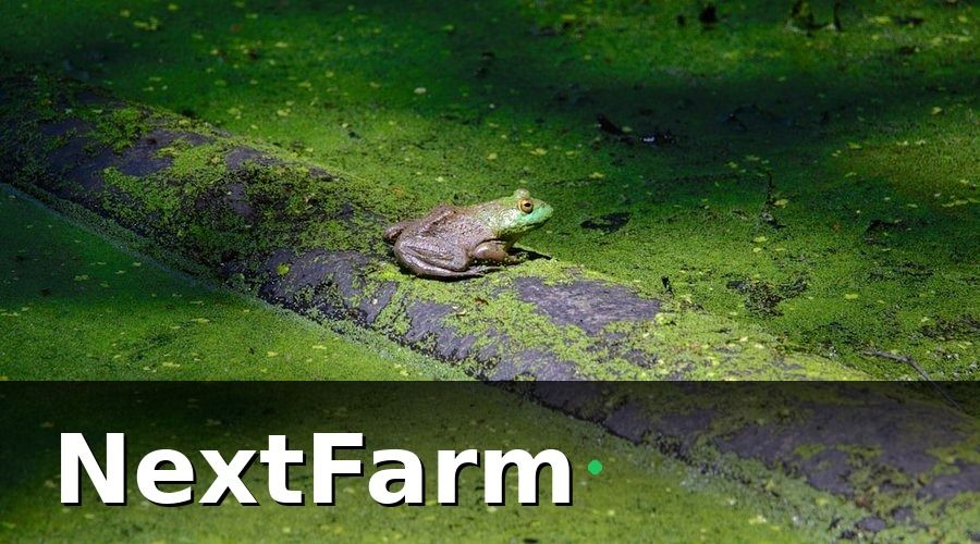 NextFarm — Nuôi Ếch Công Nghệ Là Gì và Tại Sao Cần Làm?