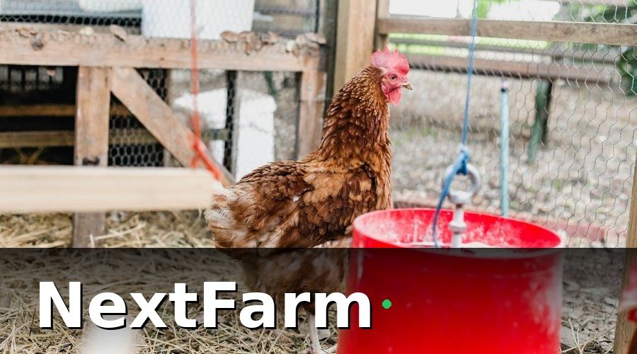 NextFarm — Nuôi Gà Công Nghệ Cao Là Gì?