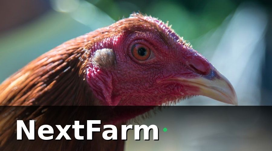 NextFarm — 1. Chọn Giống Gà Đẻ Phù Hợp Với Quy Mô Trang Trại