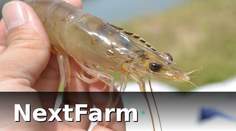 NextFarm — 1. Tại Sao Nuôi Tôm Sú Phải Theo Chuẩn VietGAP?