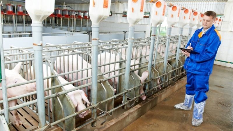 Tại sao cần sử dụng phần mềm quản lý đàn trâu bò lợn gà trong chăn nuôi
