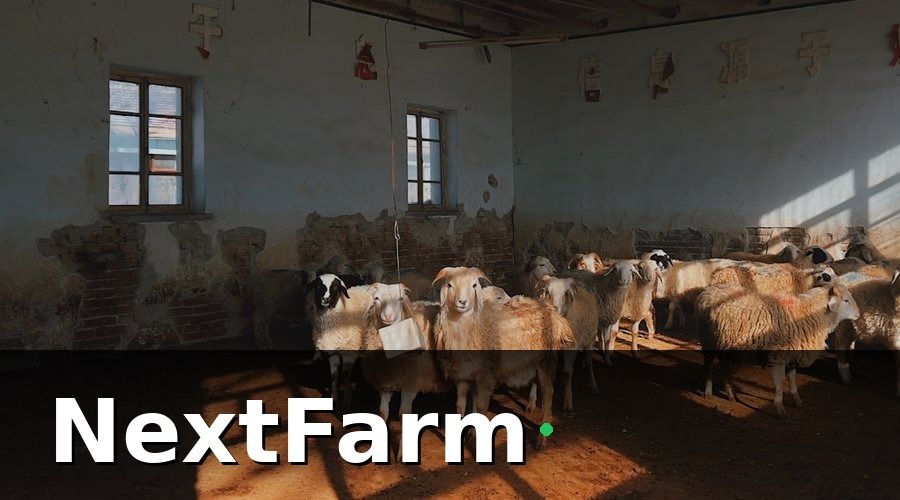 NextFarm — Phúc Lợi Động Vật Là Gì? Tại Sao EU Đặt Ra Yêu Cầu Này?