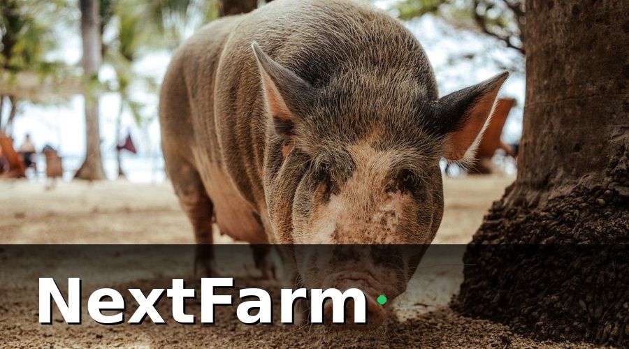 NextFarm — Tác Động Thực Tế Đến Chuỗi Giá Trị Chăn Nuôi Việt Nam
