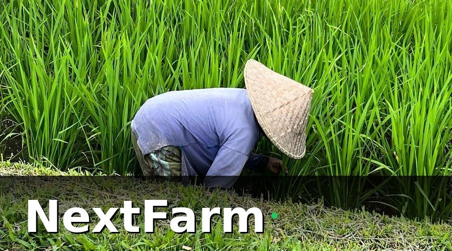 NextFarm — 6 Bước Áp Dụng Phương Pháp IPM Hiệu Quả