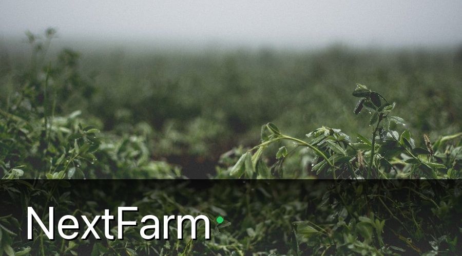 NextFarm — Cỏ Dại Gây Hại Như Thế Nào Trong Canh Tác?