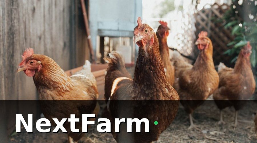 NextFarm — Tại Sao Quản Lý Đàn Gia Cầm Bài Bản Lại Quan Trọng?