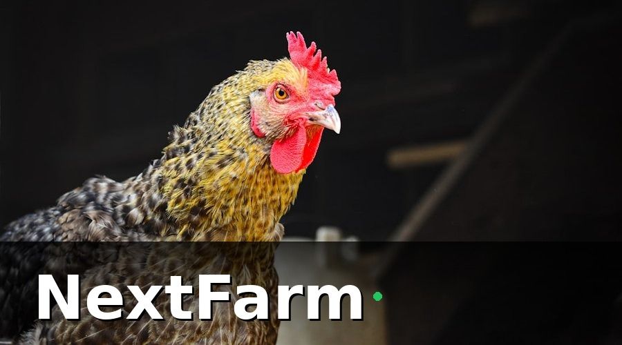 NextFarm — Bước 2: Theo Dõi Sức Khỏe Đàn Mỗi Ngày