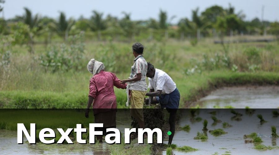 NextFarm — Tại Sao Quản Lý Lao Động Nông Nghiệp Khó Hơn Ngành Khác?