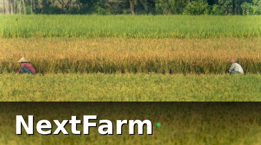 NextFarm — Vì sao quản lý nhân sự lúa nước khó hơn tưởng?