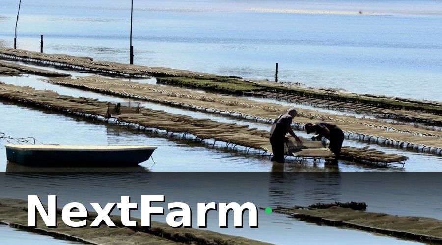 NextFarm — Các vị trí nhân sự điển hình trong ao nuôi cá nước ngọt