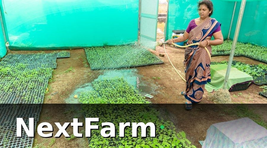 NextFarm — Tại sao quản lý nhân sự thủy canh khác với nông nghiệp truyền thống?