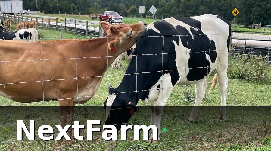 NextFarm — Đặc thù nhân sự trang trại bò sữa khác với trang trại thông thường