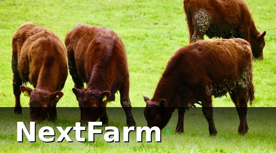 NextFarm — Đặc thù nhân sự trang trại bò thịt khác gì so với ngành khác?