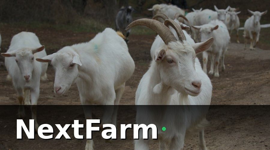 NextFarm — Tại sao quản lý nhân sự trang trại dê cừu lại khó hơn chúng ta nghĩ?